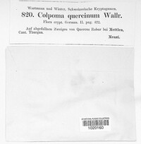 Colpoma quercinum image